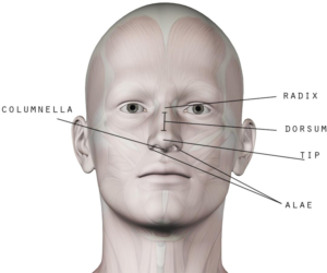 Coco Ruby Blog - Nose Anatomy Guide for Nose Aesthetics and Beauty Surface Nose Anatomy