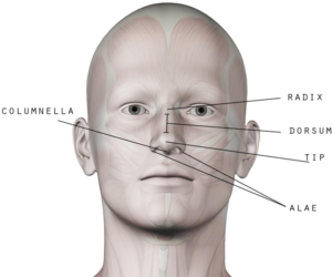 Nose Anatomy Guide for Nose Aesthetics and Beauty Surface Nose Anatomy Mr Mark Gittos